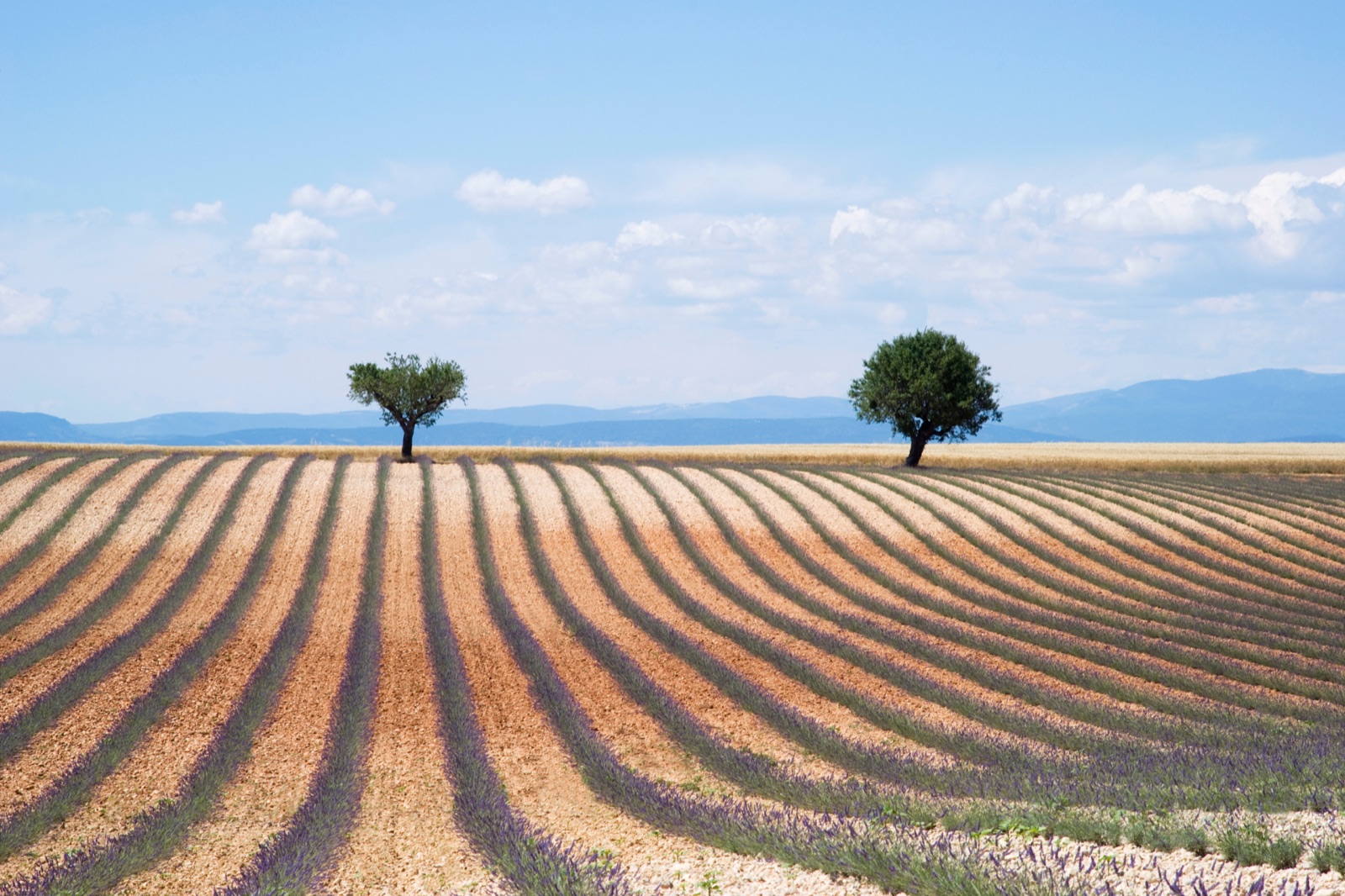 Séminaire de fin d’année sur le Plateau de Valensole