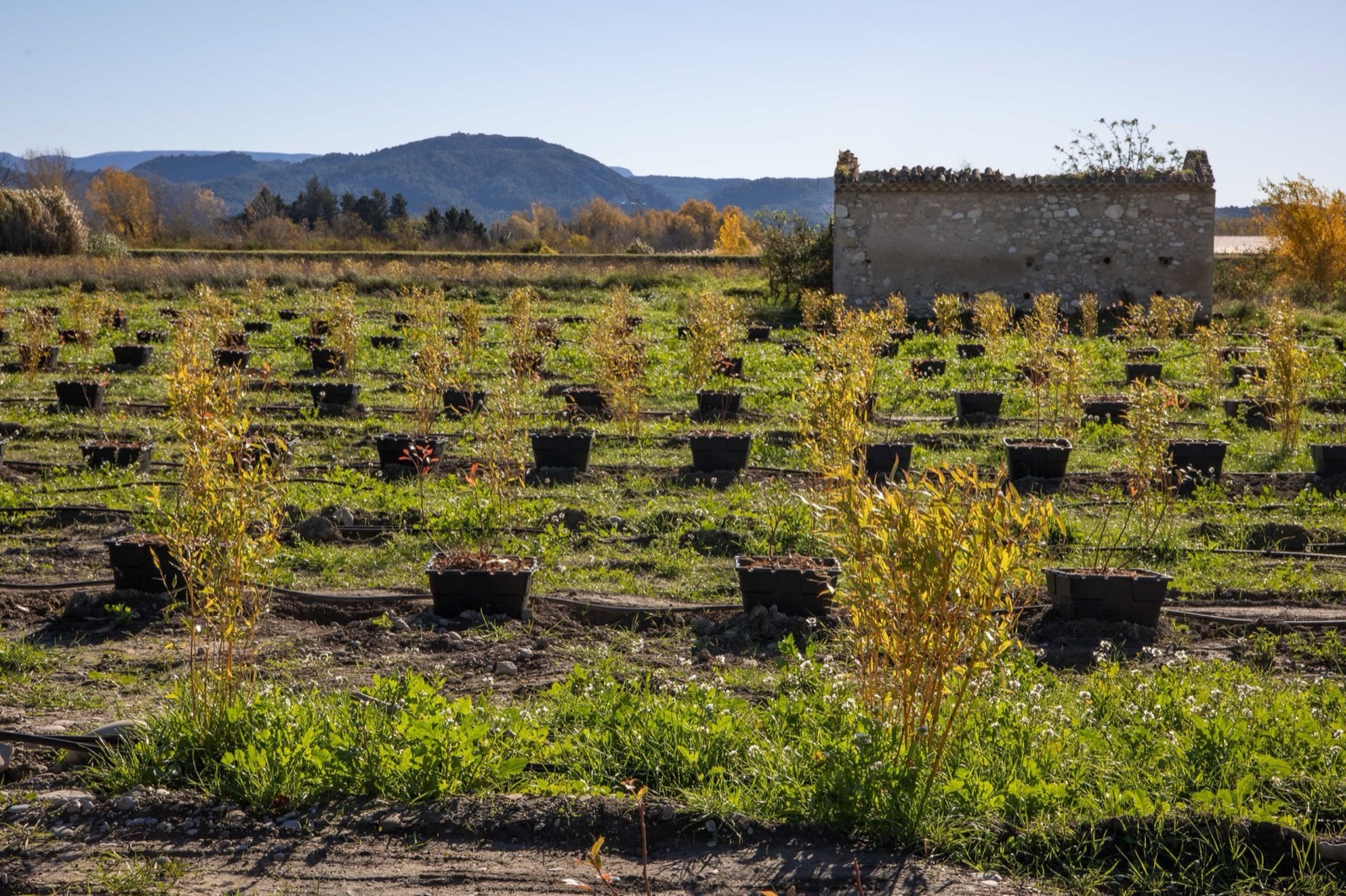 Crédits Carbone Écoresponsables, Domaine de la Myrtille