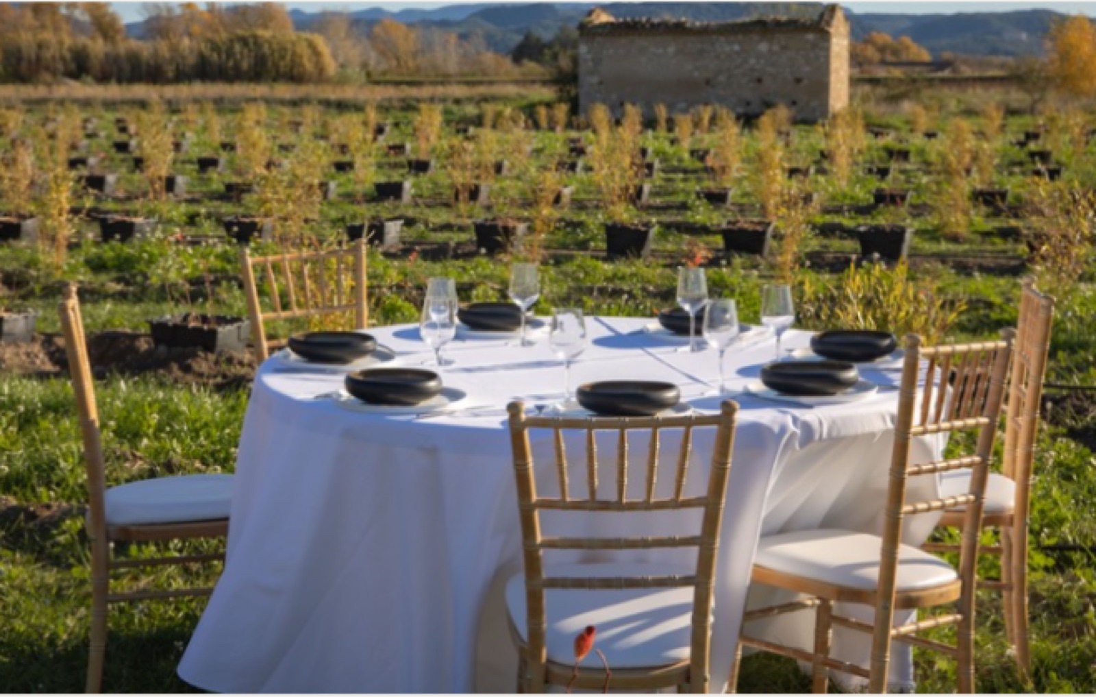 Table ronde dressée en plein air dans les champs du domaine, chaises dorées et nappe blanche
