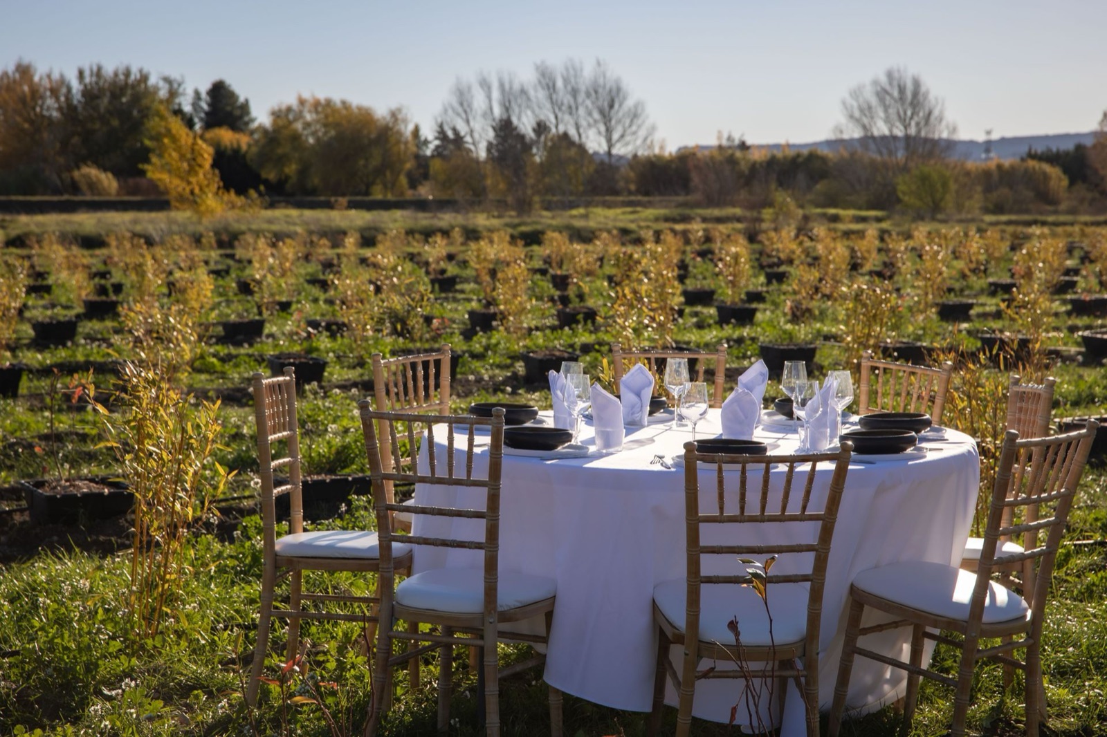 Table ronde dressée au milieu des rangs d’arbres du domaine, pour un repas en plein air