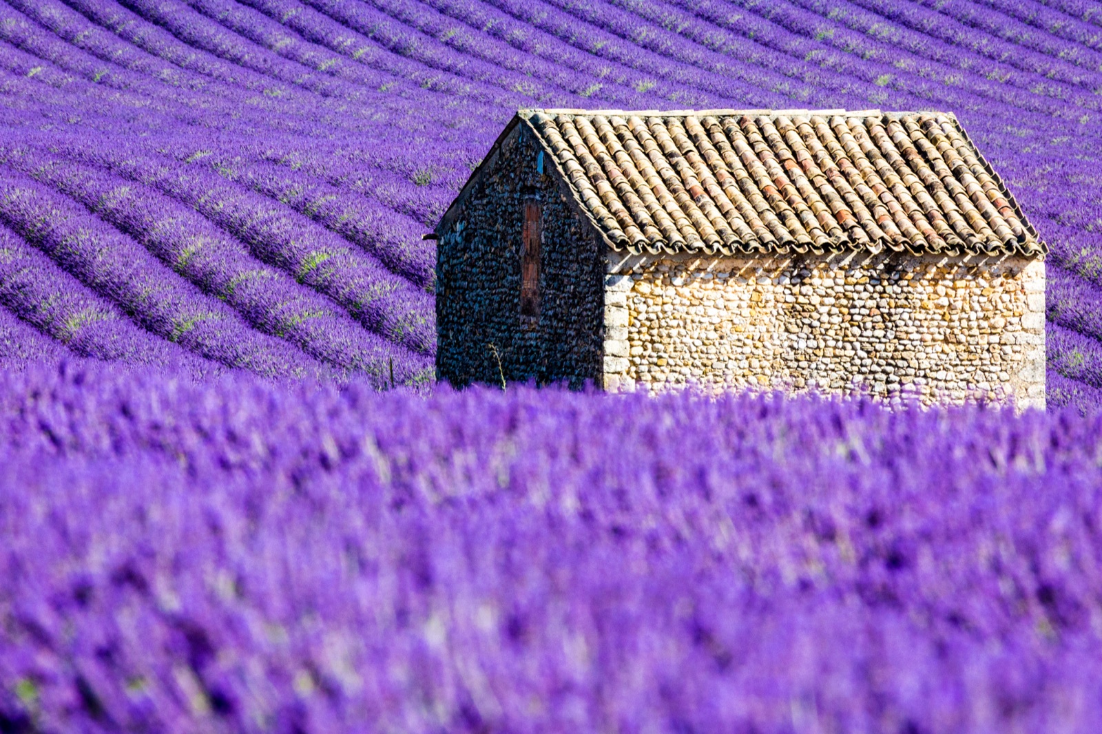 Séminaire de fin d’année sur le Plateau de Valensole