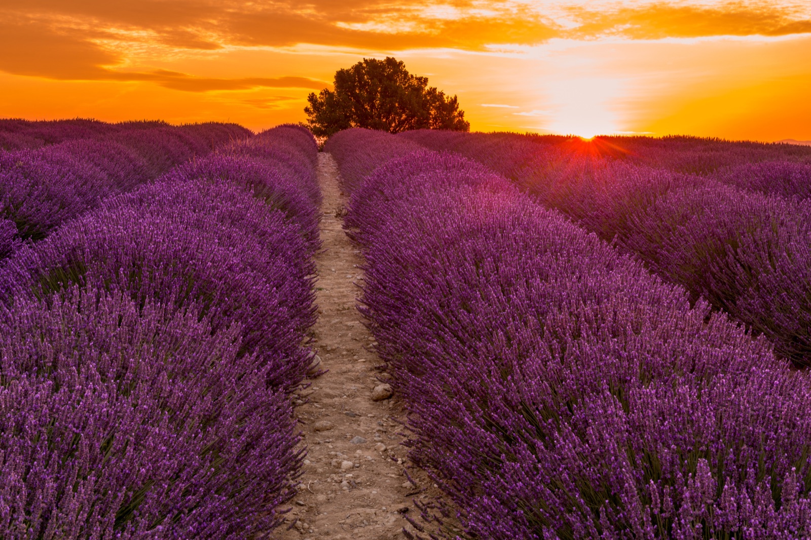 Séminaire de fin d’année sur le Plateau de Valensole