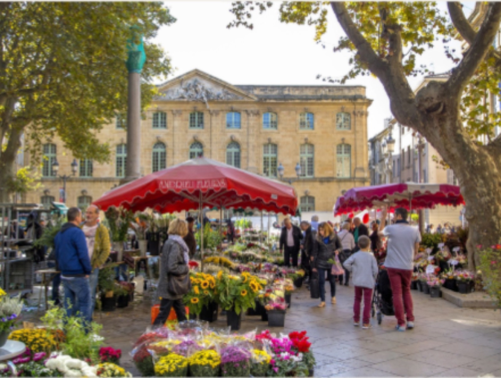 Marché aux fleurs sous les tentes rouges d'Aix-en-Provence, platanes et façades en pierre dorée