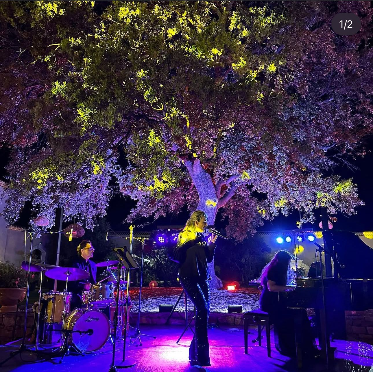 Groupe de musique en concert en plein air, la nuit, sous un arbre éclairé de guirlandes