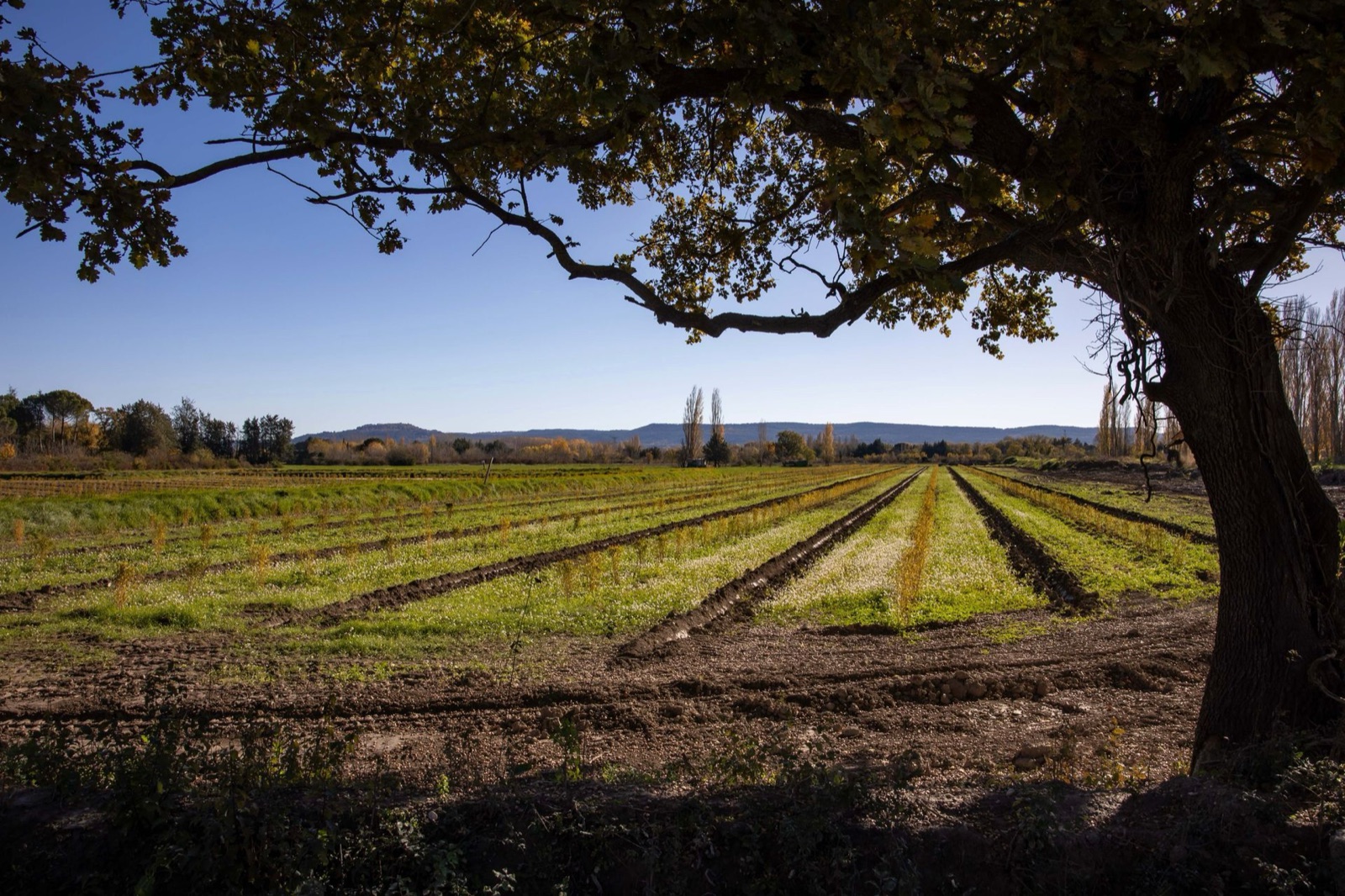 Le grand chêne, les champs cultivés et les collines du Luberon au Domaine de la Myrtille