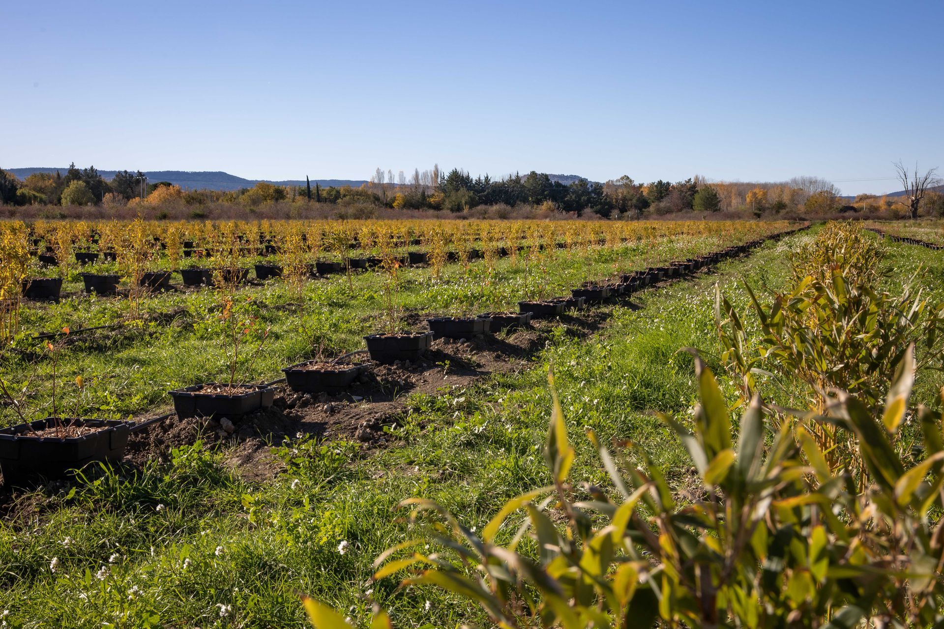 Un champ d'herbe et d'arbres avec un ciel bleu en arrière-plan