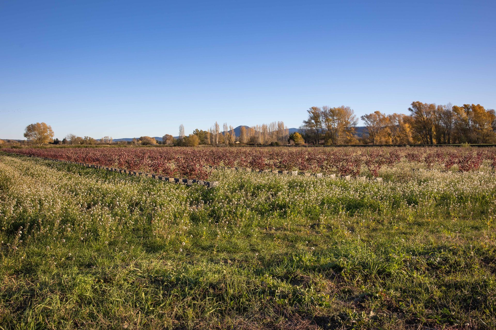 Un grand champ herbeux avec des arbres en arrière-plan par une journée ensoleillée.